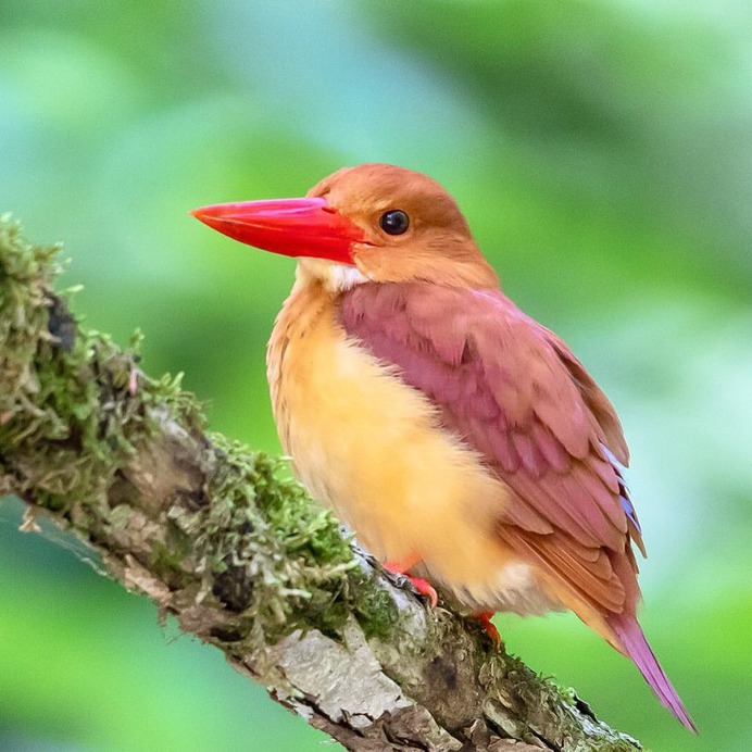 Birds of Japan: Beautiful Bird Photography by Keisuke Oda