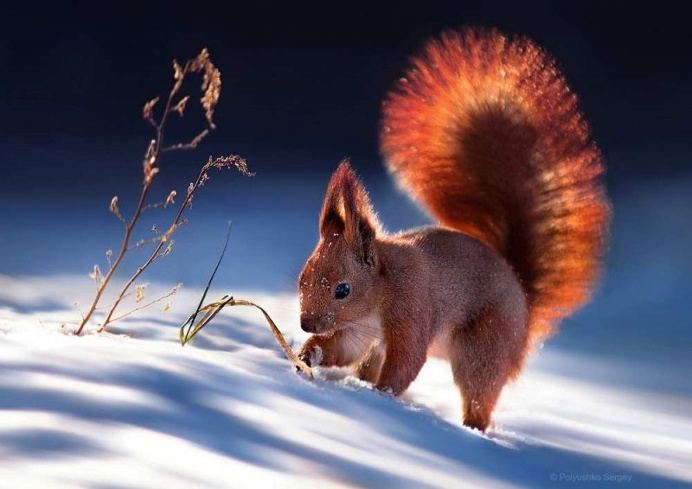 Stunning Animal Portraits by Sergey Polyushko