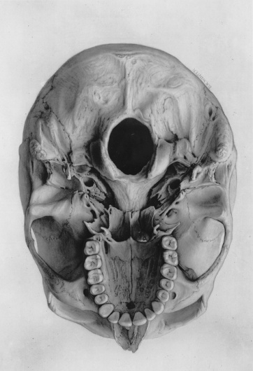 WORMS WILL FEED, RATS WILL FEAST #skull #drawing #art