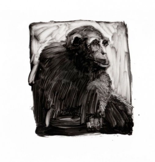 chimp ii #white #chimp #black #illustration #painting #and #oil
