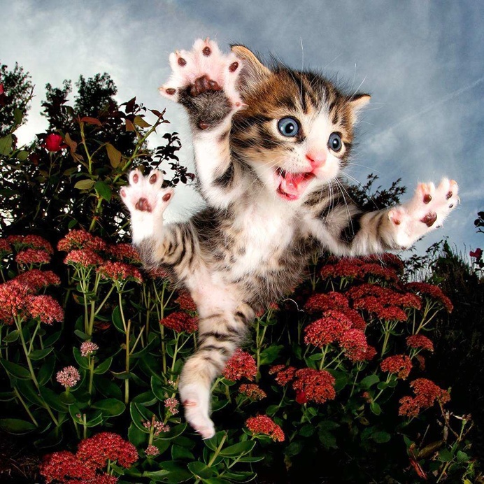 Adorable Cats And Kittens Flying Through The Air by Seth Casteel