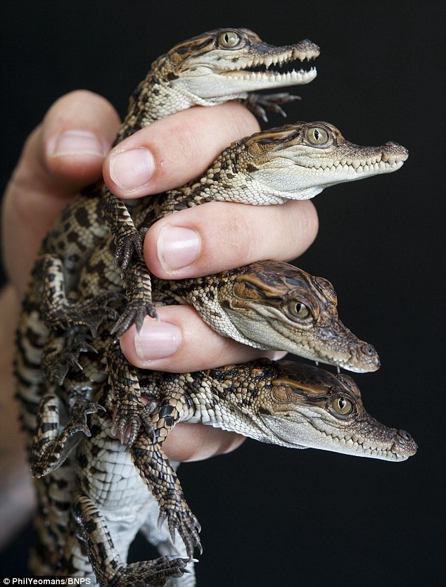 Handle with care! These Siamese crocodiles have been born at Crocodiles of the World in Oxfordshire, single-handedly boosting the critically #teeth #crocodile #hand #care #photography #hatchling #reptile #animal #baby #hold