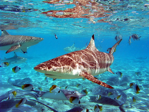 SUN BELIEVABLE #shark