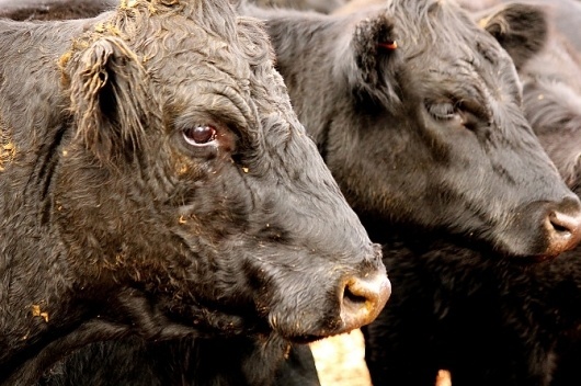 Photography - Jarrod Joplin Design #photography #cows