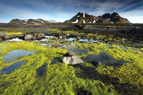 Nature Photography by Alexandre Deschaumes #inspiration #photography #nature