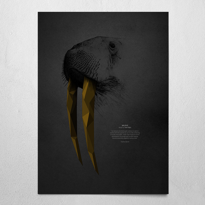 #walrus #gray #poster #wallart #darwin #seacow #walrus #tooth #metamorphosis #kaanbagci #polygon