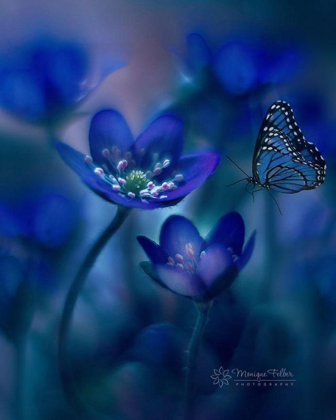 Beautiful Macro Photos of Flowers and Butterflies by Monique Felber