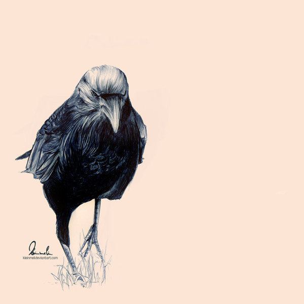 Ballpoint Pen Crow by =kleinmeli on deviantART #crow