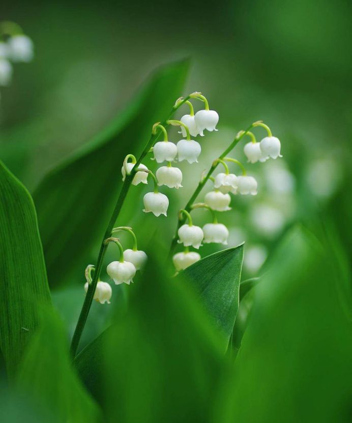 Lily of the valley by Kaori