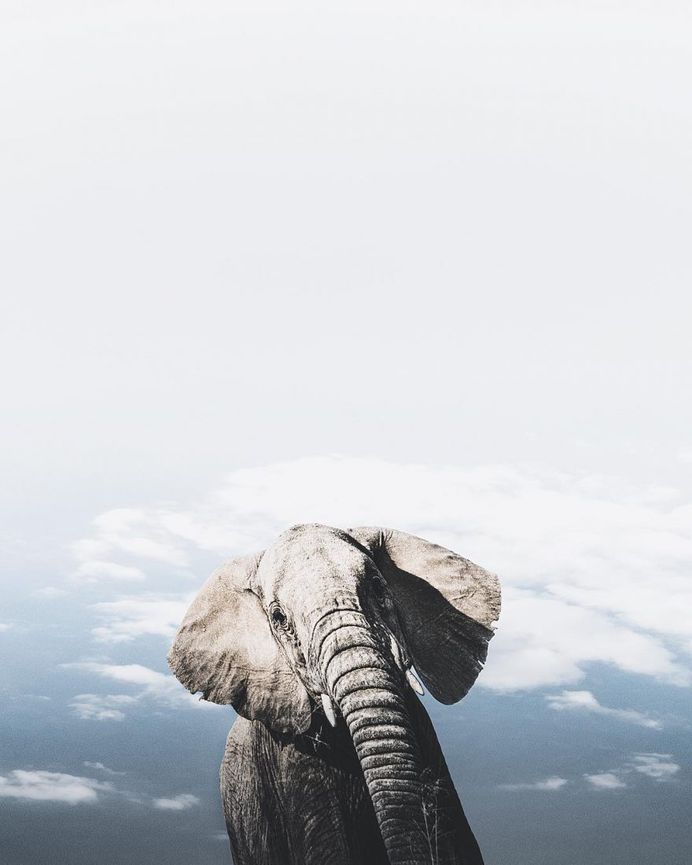 Breathtaking Portraits of Wild Animals by Donal James Boyd