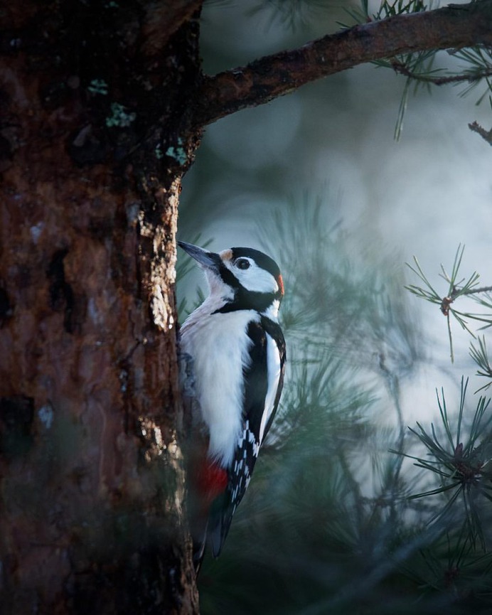Alluring Nature and Outdoor Landscapes by Linus Englund
