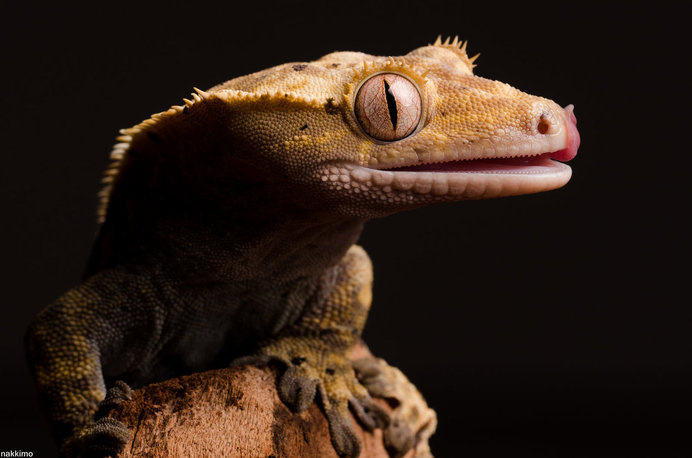 Macro Photography of Gecko Face by Nakkimo #macro photography #Gecko Photography #Animal Photography