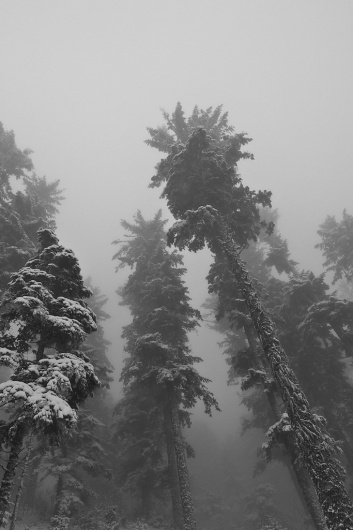 Fotostrecke 2012/02 » Fotografie » Ausstellung » Forum » Supertopic #photography #snow #tree #nature