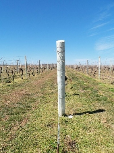 Day & Age #photography #winery