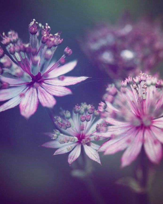 Outstanding flowers by Bryony Grace