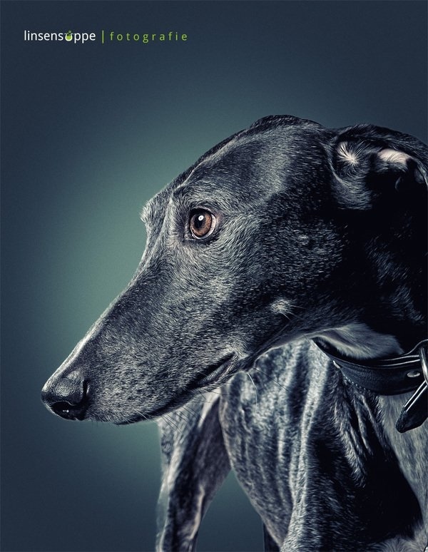 Elegant Dog Portraits Photography by Daniel Sadlowski #Animals #dogs #photography #cuteDog