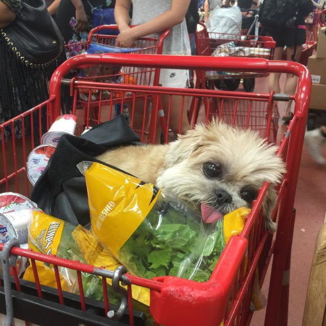Marniethedog