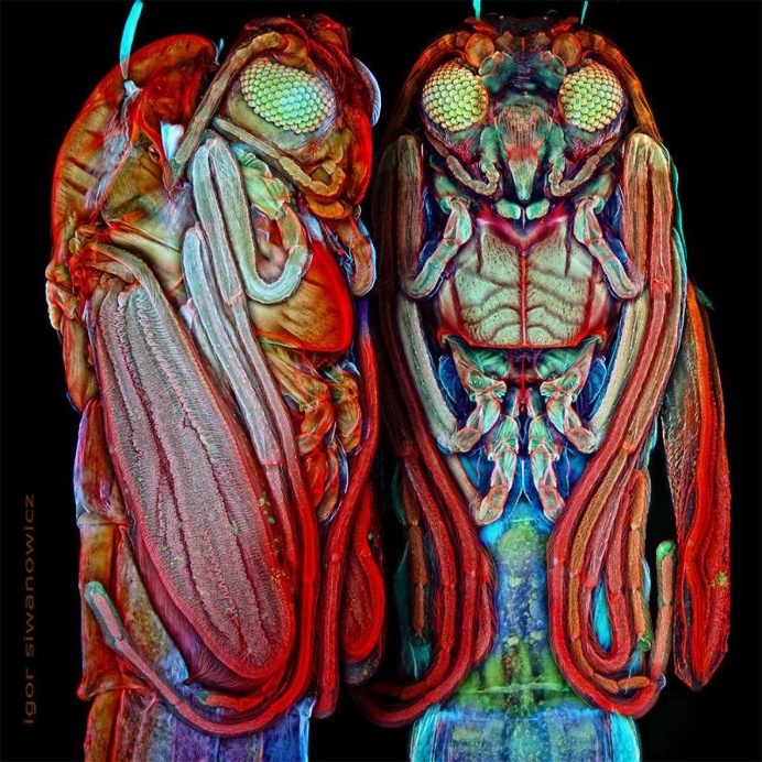 Mindblowing Macro Photography of Insect Appendages by Igor Siwanowicz