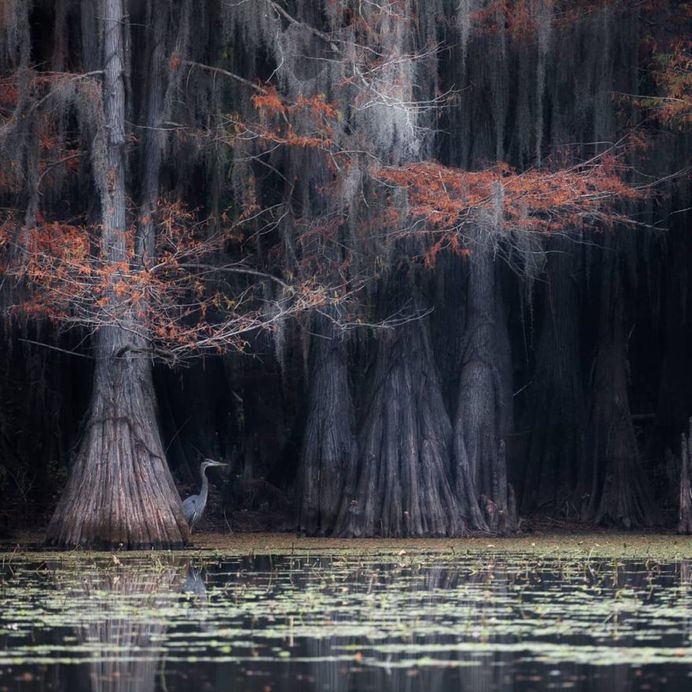 Fine Art Wildlife Photography by Dmitry Arkhipov