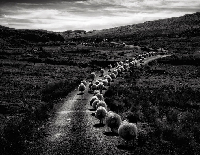 sheep-herds-around-the-world-2 #photo