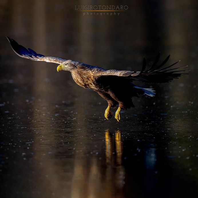 #bestbirdshots: Magnificent Bird Photography by Luigi Rotondaro