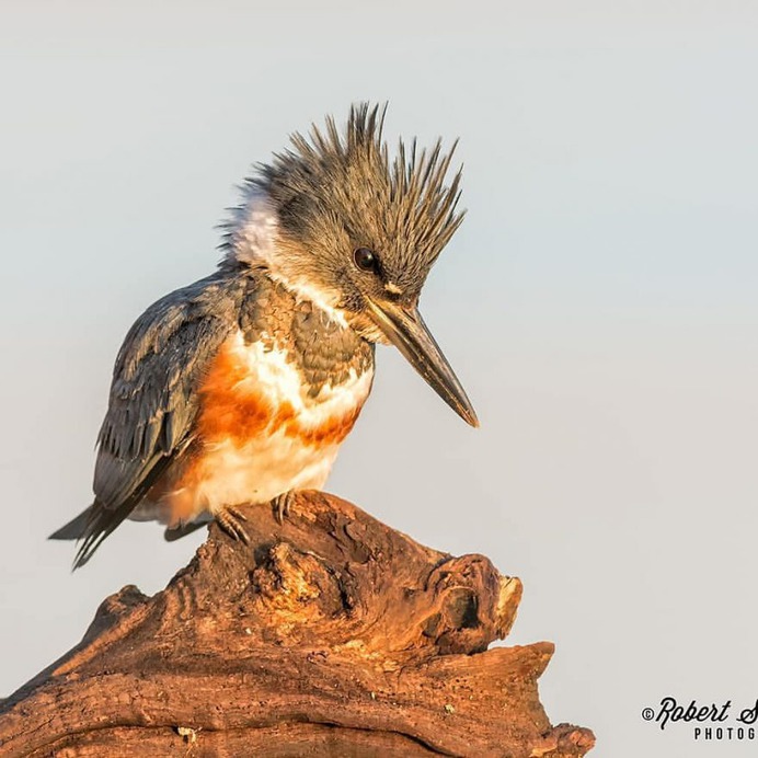 #your_best_birds: Fantastic Birds Photography by Robert S. Parker