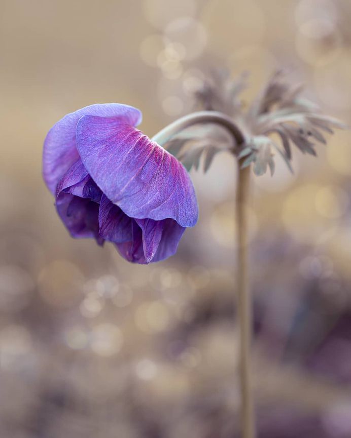 #splendid_flowers: Fantastic Flowers Photography by Elena Shavlovska