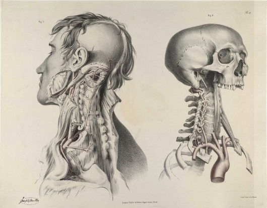 quain_p18.jpg 1600×1250 pixels #dissection #drawing #anatomy