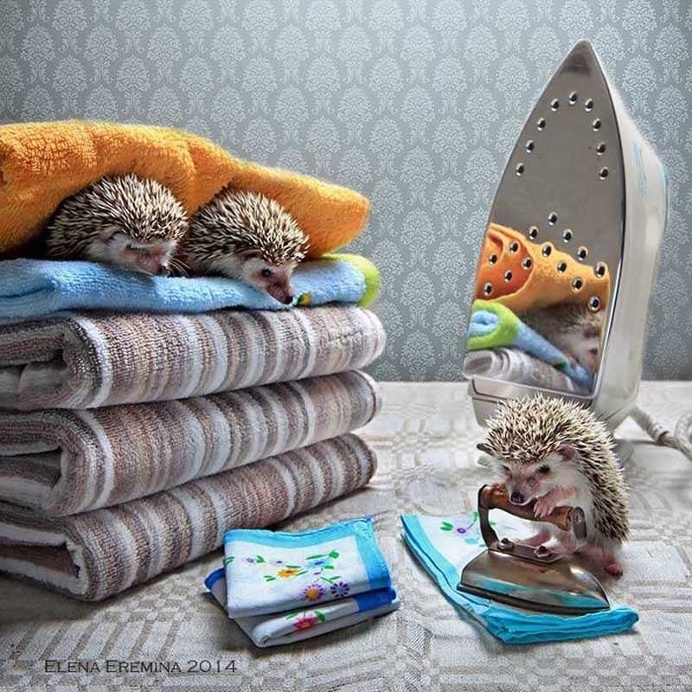Elena Eremina Captures The Secret Life Of Hamsters