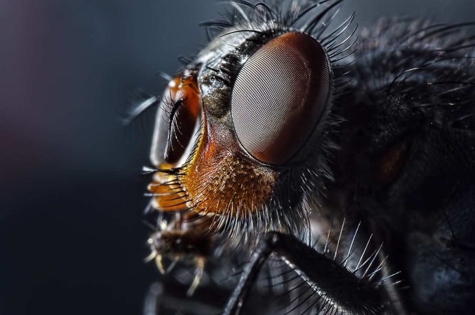 Insects Macro Photography by Sergey Babaev