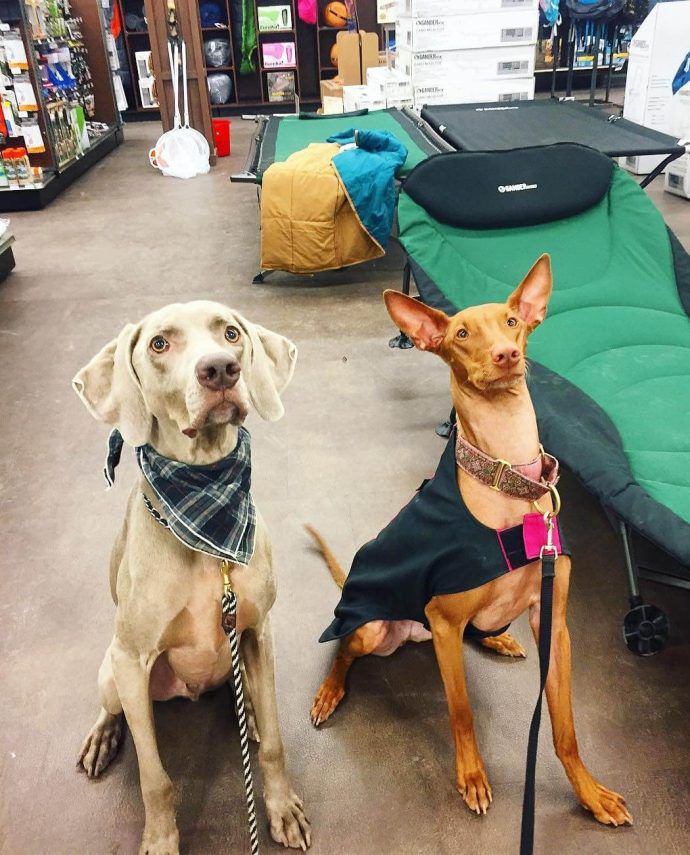 Most Dog Friendly Stores in America - Gander Outdoors