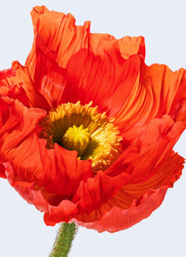 #flower #red #redredred#closeup #smell #blossom #beautiful #tkf #design #switzerland #offa