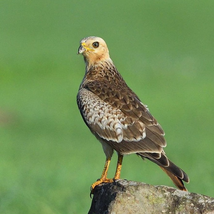 Birds of India: Fantastic Bird Photography by Ramakant Kulkarni