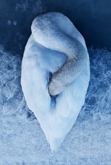 seamountain #swan #blue #photography #animal
