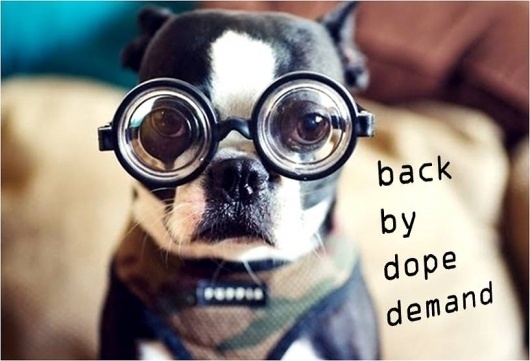 Wall-B World Wild #glasses #dog