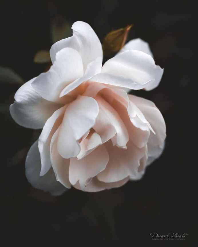 Magical Flowers Photography by Doreen Albrecht