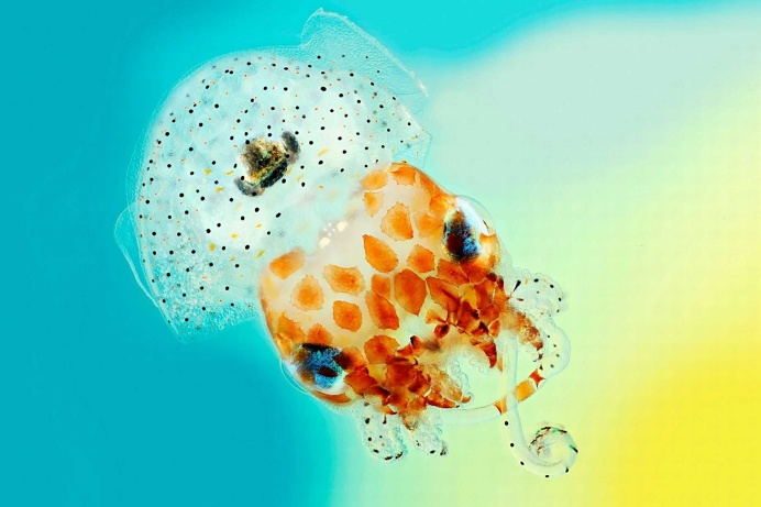 Bioluminescent Hawaiian Bobtail Squid by Mark R Smith