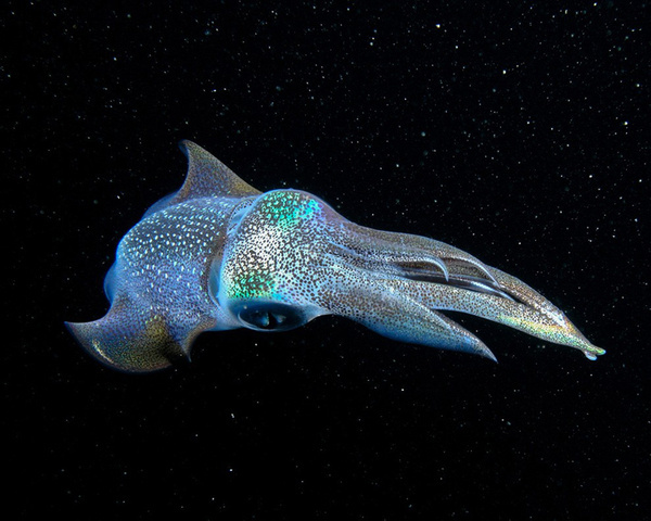 35 Most Spectacular Wildlife Photos #ocean #bioluminescence #cuttlefish #photography #deep #sea #squid #glow #mollusc #underwater #neon