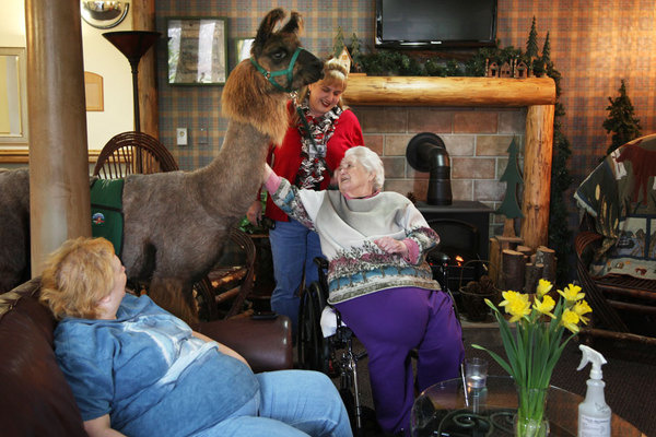 by Jen Osborne #llama #therapy #photography