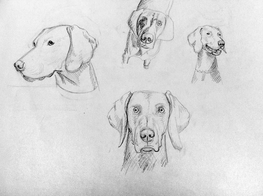 Bocetos | Silvia Mallofre #mallofre #silvia #weimaraner #illustration #dog