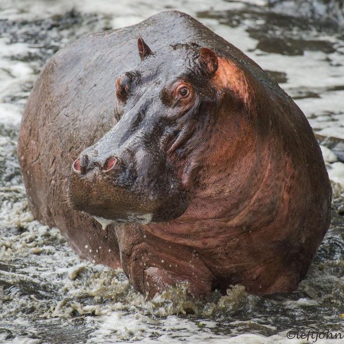 Amazing Wildlife Animals Portrait Photography by Jon Langeland