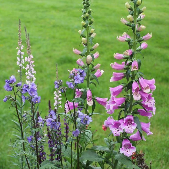 Linaria vulgaris flower picture