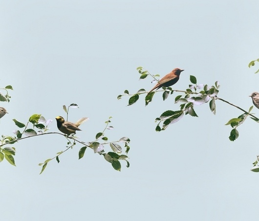Andrew B. Myers #myers #birds #photography #andrew
