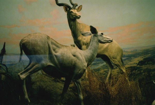 Antelopes Print (Human Nature) #print #antelope #poster
