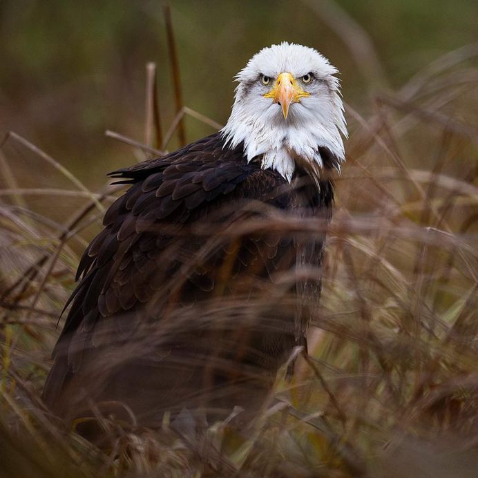 #birdsofinstagram: Incredible Bird Photography by Warren Price