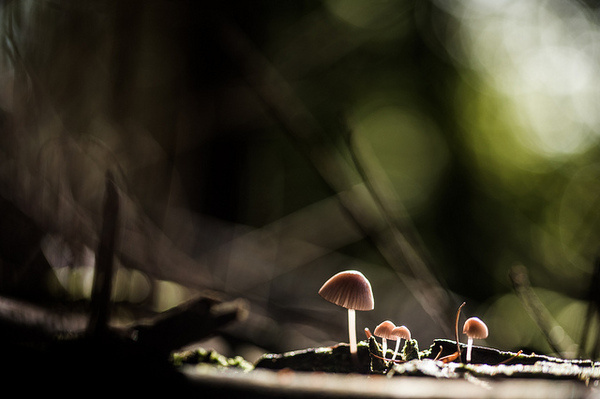 Macro Photography by Stephane Occhipinti #inspiration #photography #macro
