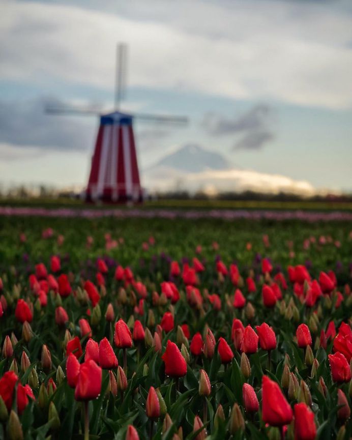 Jake Egbert Captures The Beauty at The Wooden Shoe Tulip Festival