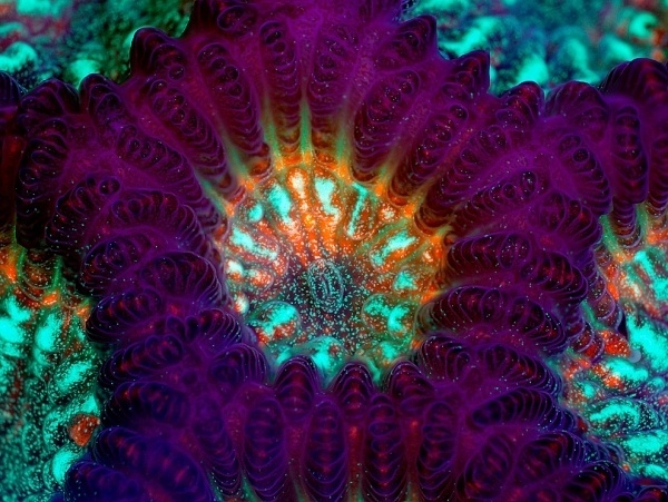 Extraordinary Microscope Photographs - The Big Picture - Boston.com #photography #microscope
