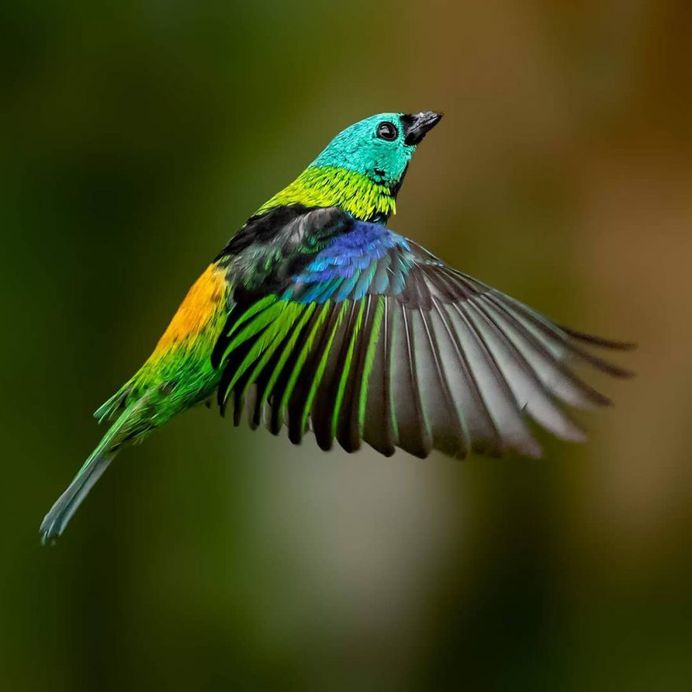 #instabird: Brilliant Bird Photography by Kacau Oliveira