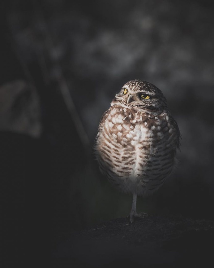 Magical Pictures of Owls: Bird Photography by Daniel J Nevares